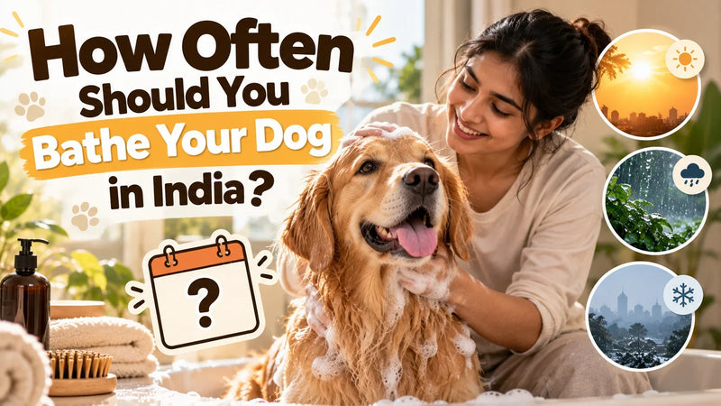 How often should you bathe your dog in India? A happy Golden Retriever being bathed by a pet parent, with seasonal weather icons and dog grooming essentials